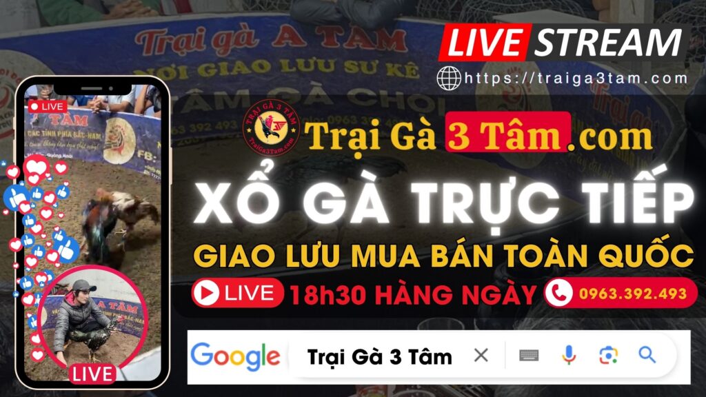 Video 18h55 ngày 14/10 – Trại Gà 3 Tâm